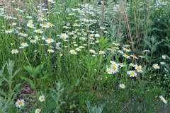 Daisies-May-2023-9