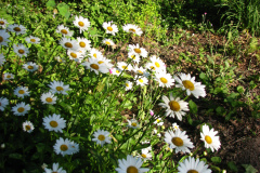 Daisies-Minnetrista-1