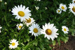 Daisies-Minnetrista-14