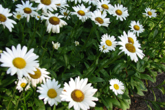 Daisies-Minnetrista-15
