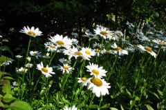 Daisies-Minnetrista-5