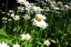 Daisies-Minnetrista-7