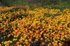 GriffithPark_OrangeDaisies-640x420