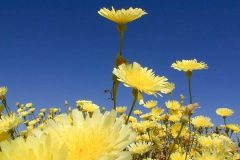 Spring-daisies