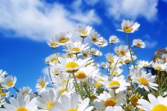 beautiful-summer-flowers-1600x1200