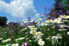 clouds-daisies