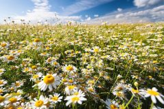 daisies-15170d2