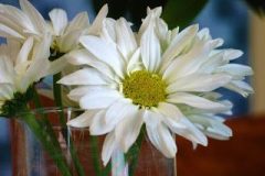 daisies-for-spring-3-coastal-living