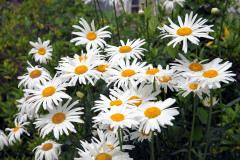 daisies