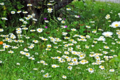 daisy-2-2013
