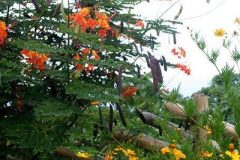 daisy-and-orange-flowers
