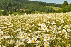 meadow-of-daisies