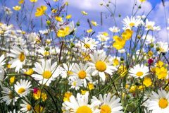 ox_eye_daisies-1252x626-f768d4f9