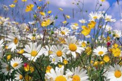 ox_eye_daisies-1252x626