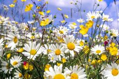 ox_eye_daisies-edited