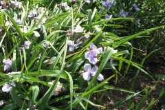 2012-05-11-Minnetrista-Flowers-1