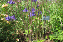 2012-05-11-Minnetrista-Flowers-2-1