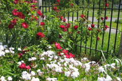 2012-05-11-Minnetrista-Flowers-2-10