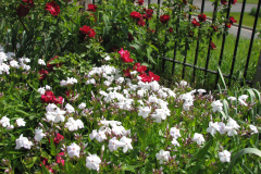 2012-05-11-Minnetrista-Flowers-2-11
