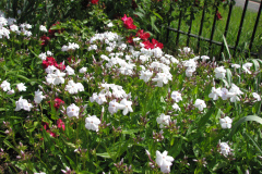 2012-05-11-Minnetrista-Flowers-2-12