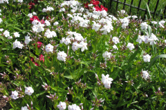 2012-05-11-Minnetrista-Flowers-2-13