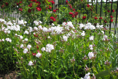2012-05-11-Minnetrista-Flowers-2-15