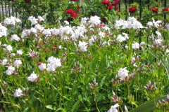 2012-05-11-Minnetrista-Flowers-2-16