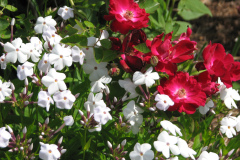 2012-05-11-Minnetrista-Flowers-2-2