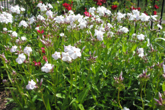 2012-05-11-Minnetrista-Flowers-2-22