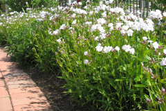2012-05-11-Minnetrista-Flowers-2-23
