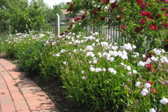 2012-05-11-Minnetrista-Flowers-2-24