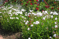 2012-05-11-Minnetrista-Flowers-2-25