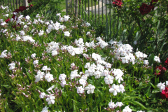 2012-05-11-Minnetrista-Flowers-2-3