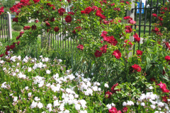 2012-05-11-Minnetrista-Flowers-2-4