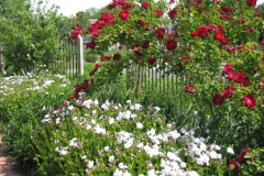 2012-05-11-Minnetrista-Flowers-2-5