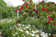 2012-05-11-Minnetrista-Flowers-2-6