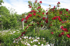 2012-05-11-Minnetrista-Flowers-2-7