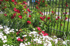 2012-05-11-Minnetrista-Flowers-2-8