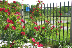 2012-05-11-Minnetrista-Flowers-2-9