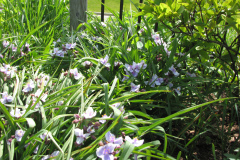 2012-05-11-Minnetrista-Flowers-2
