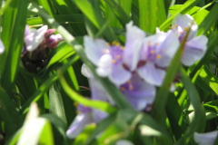 2012-05-11-Minnetrista-Flowers-3