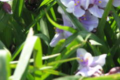 2012-05-11-Minnetrista-Flowers-4