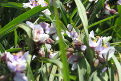 2012-05-11-Minnetrista-Flowers-5