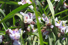 2012-05-11-Minnetrista-Flowers-6