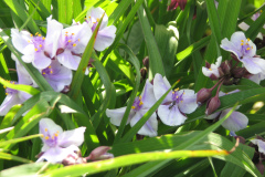 2012-05-11-Minnetrista-Flowers-7