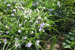2012-05-11-Minnetrista-Flowers-8