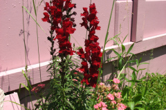 2012-05-19-Flowers-1
