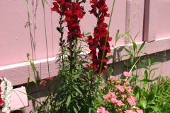2012-05-19-Flowers-10