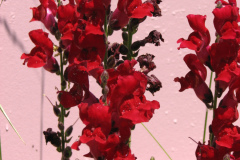2012-05-19-Flowers-2