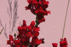 2012-05-19-Flowers-3